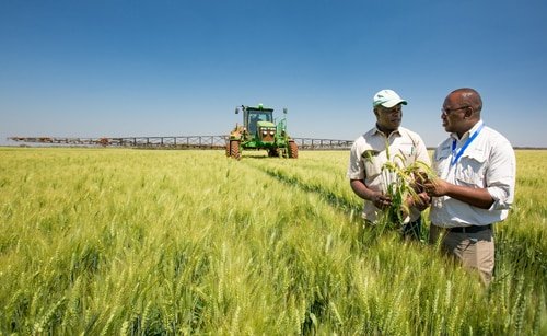 Farmers inspecting crops